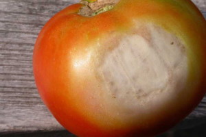 Asoleamiento en tomate
