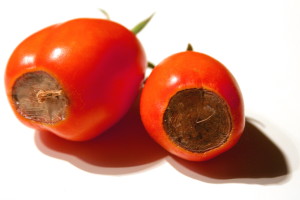 Deficiencia de calcio en tomate