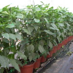 Plantación pimiento en maceta 4
