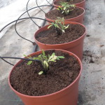 Plantación tomate en maceta 1