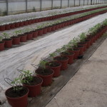 Plantación tomate en maceta 2