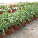 Plantación tomate en maceta 4