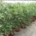 Plantación tomate en maceta 5