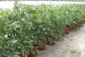 Plantación tomate en maceta 5