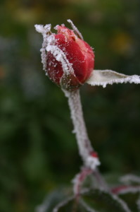 Rosa congelada