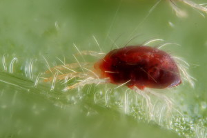 Araña roja Tetranychus urticae