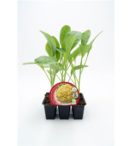 Pack Coliflor Cheddar 6 Ud. Brassica oleracea var. botrytis - 02031084 (1)