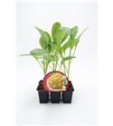 Pack Coliflor Cheddar 6 Ud. Brassica oleracea var. botrytis