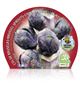 Col Bruselas Morada M-10,5 Brassica oleracea var. gemmifera - 02025158 (2)