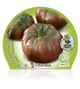 Tomate Negro de Crimea M-10,5 Solanum lycopersicum - 02025144 (2)