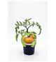 Tomate Orange Queen M-10,5 Solanum lycopersicum - 02025146 (1)
