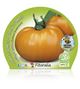 Tomate Orange Queen M-10,5 Solanum lycopersicum - 02025146 (2)