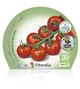 Pack Tomate Cherry Redondo 6 Ud. Solanum lycopersicum - 02031077 (2)