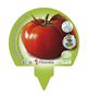 Pack Tomate Tres Cantos 12 Ud. Solanum lycopersicum - 02031080 (3)