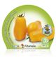 Tomate Banana Legs M-10,5 Solanum lycopersicum - 02025131 (2)
