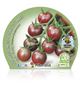 Tomate Cherry Black M-10,5 Solanum lycopersicum - 02025110 (2)