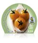 Tomate Cherry Yellow M-10,5 Solanum lycopersicum - 02025111 (2)
