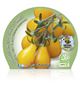 Tomate Cherry Yellow Pear M-10,5 Solanum lycopersicum - 02025112 (2)