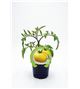 Tomate Racimo Amarillo M-10,5 Solanum lycopersicum - 02025115 (1)