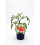 Tomate Cherry Red Pear M-10,5 Solanum lycopersicum - 02025124 (1)