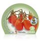 Tomate Cherry Red Pear M-10,5 Solanum lycopersicum - 02025124 (2)