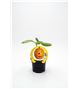 Calabaza Halloween M-10,5 Cucurbita maxima - 02025130 (1)