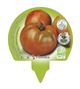 Pack Tomate Ensalada Híbrido 6 Ud. Solanum lycopersicum - 02031050 (3)