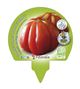 Pack Tomate Corazón De Buey 6 Ud. Solanum lycopersicum - 02031051 (3)