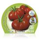 Pack Tomate Raf 6 Ud. Solanum lycopersicum - 02031054 (2)