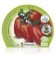Pack Tomate Pera Mata Baja 6 Ud. Solanum lycopersicum - 02031056 (2)