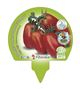 Pack Tomate Pera Mata Baja 6 Ud. Solanum lycopersicum - 02031056 (3)