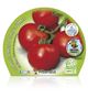 Pack Tomate Racimo 6 Ud. Solanum lycopersicum - 02031057 (2)