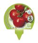 Pack Tomate Racimo 6 Ud. Solanum lycopersicum - 02031057 (3)