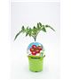 Tomate Cherry KIDS M-10,5 Solanum lycopersicum - 02034006 (1)
