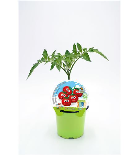 Tomate Cherry KIDS M-10,5 Solanum lycopersicum - 02034006 (1)