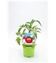 Tomate Muchamiel KIDS M-10,5 Solanum lycopersicum - 02034007 (1)