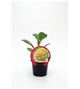 Coliflor Cheddar M-10,5 Brassica oleracea var. botrytis - 02025102 (1)