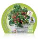 Tomate Primabell M-10,5 Solanum lycopersicum - 02025090 (2)