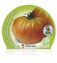 Tomate Muchamiel M-10,5 Solanum lycopersicum - 02025097 (2)