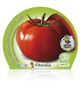 Tomate Tres Cantos M-10,5 Solanum lycopersicum - 02025098 (2)