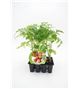 Pack Tomate Colgar 12 Ud. Solanum lycopersicum - 02031012 (1)