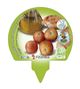 Pack Tomate Colgar 12 Ud. Solanum lycopersicum - 02031012 (3)