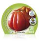 Pack Tomate Corazón De Buey 12 Ud. Solanum lycopersicum - 02031014 (2)