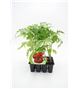Pack Tomate Raf 12 Ud. Solanum lycopersicum - 02031017 (1)