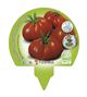 Pack Tomate Raf 12 Ud. Solanum lycopersicum - 02031017 (3)