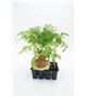 Pack Tomate Rosa 12 Ud. Solanum lycopersicum - 02031018 (1)