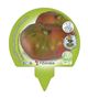 Pack Tomate Rosa 12 Ud. Solanum lycopersicum - 02031018 (3)