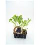 Pack Berenjena Larga Negra 12 Ud. Solanum melongena - 02031021 (1)