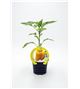 Pimiento Amarillo M-10,5 Capsicum annuum - 02025079 (1)