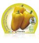 Pimiento Amarillo M-10,5 Capsicum annuum - 02025079 (2)